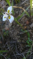 Moraea fergusoniae