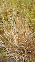 Phalaris californica