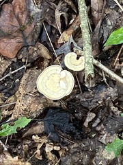 Mycorrhaphium adustum