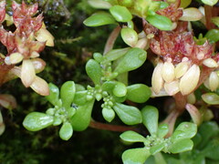 Sedum actinocarpum