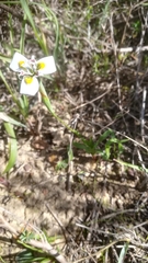 Moraea fergusoniae