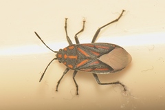 Spilostethus lemniscatus