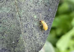 Diabrotica barberi