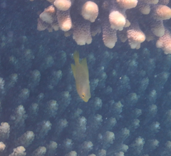 Pomacentrus moluccensis