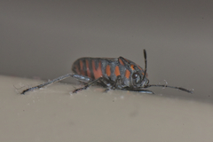 Spilostethus lemniscatus