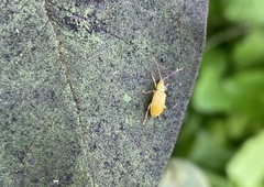 Diabrotica barberi
