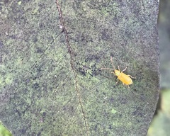 Diabrotica barberi