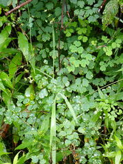 Thalictrum javanicum