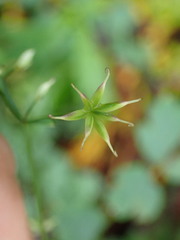 Thalictrum javanicum