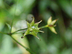 Thalictrum javanicum