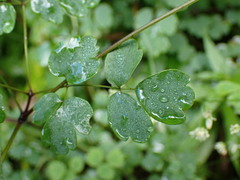 Thalictrum javanicum