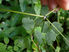 Thalictrum javanicum