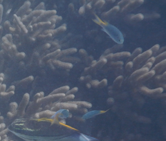 Neopomacentrus azysron