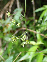 Thalictrum javanicum