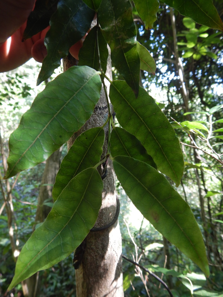 Trichosandra