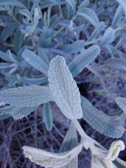 Stachys rugosa