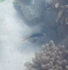 Neopomacentrus azysron