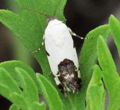 Tarache tetragona
