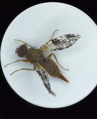 Tephritis conura