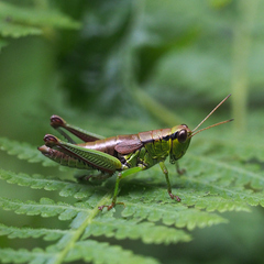 Parapodisma tenryuensis