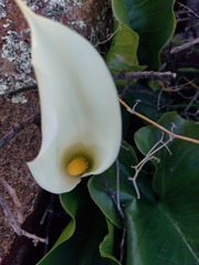 Zantedeschia odorata