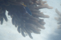 Neopomacentrus azysron