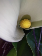 Zantedeschia odorata