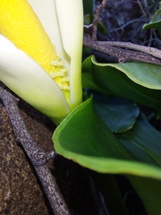 Zantedeschia odorata