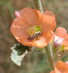 Macrotera