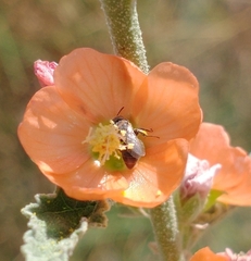 Macrotera