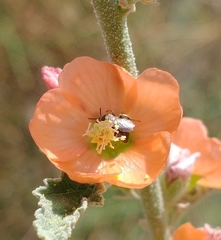 Macrotera