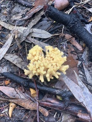Ramaria lorithamnus