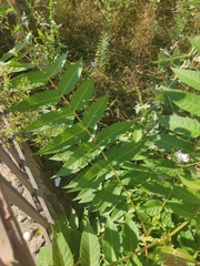 Ailanthus altissima