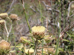 Tetraloniella hohmanni