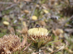Tetraloniella hohmanni