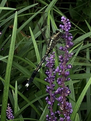 Orthetrum albistylum speciosum