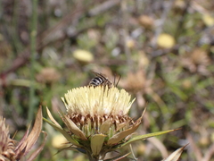 Tetraloniella hohmanni