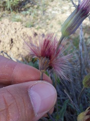 Othonna perfoliata