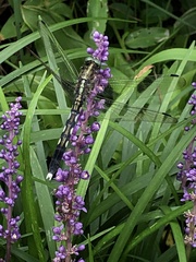 Orthetrum albistylum speciosum