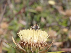 Tetraloniella hohmanni