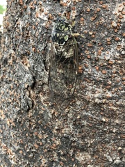 Hyalessa maculaticollis