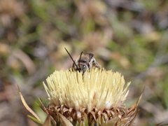 Tetraloniella hohmanni