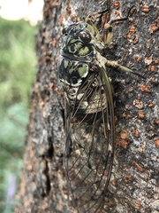 Hyalessa maculaticollis