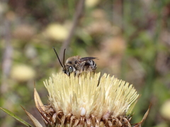 Tetraloniella hohmanni
