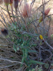 Othonna perfoliata