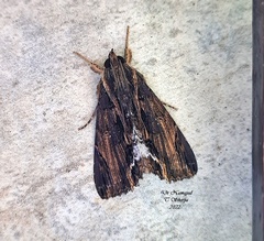 Ercheia umbrosa
