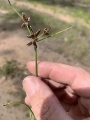 Cyperus tetraphyllus