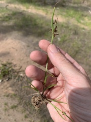 Cyperus tetraphyllus