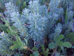 Oxalis massoniana