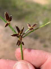 Cyperus tetraphyllus